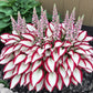 🔥Last day clearance🔥Premium Rare Hosta Seeds🌌Shade-Tolerant Plant