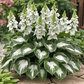 🔥Last day clearance🔥Premium Rare Hosta Seeds🌌Shade-Tolerant Plant