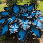 🔥Last day clearance🔥Premium Rare Hosta Seeds🌌Shade-Tolerant Plant