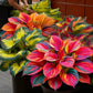 🌈🔥 Limited Edition Rainbow Flame Hostas -Rare Multicolor Foliage, Exclusive to Our Store 🌸