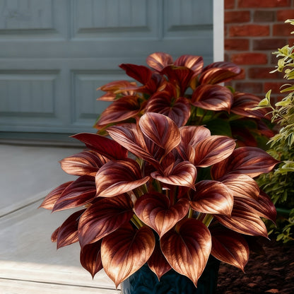 🌈🔥 Limited Edition Rainbow Flame Hostas -Rare Multicolor Foliage, Exclusive to Our Store 🌸